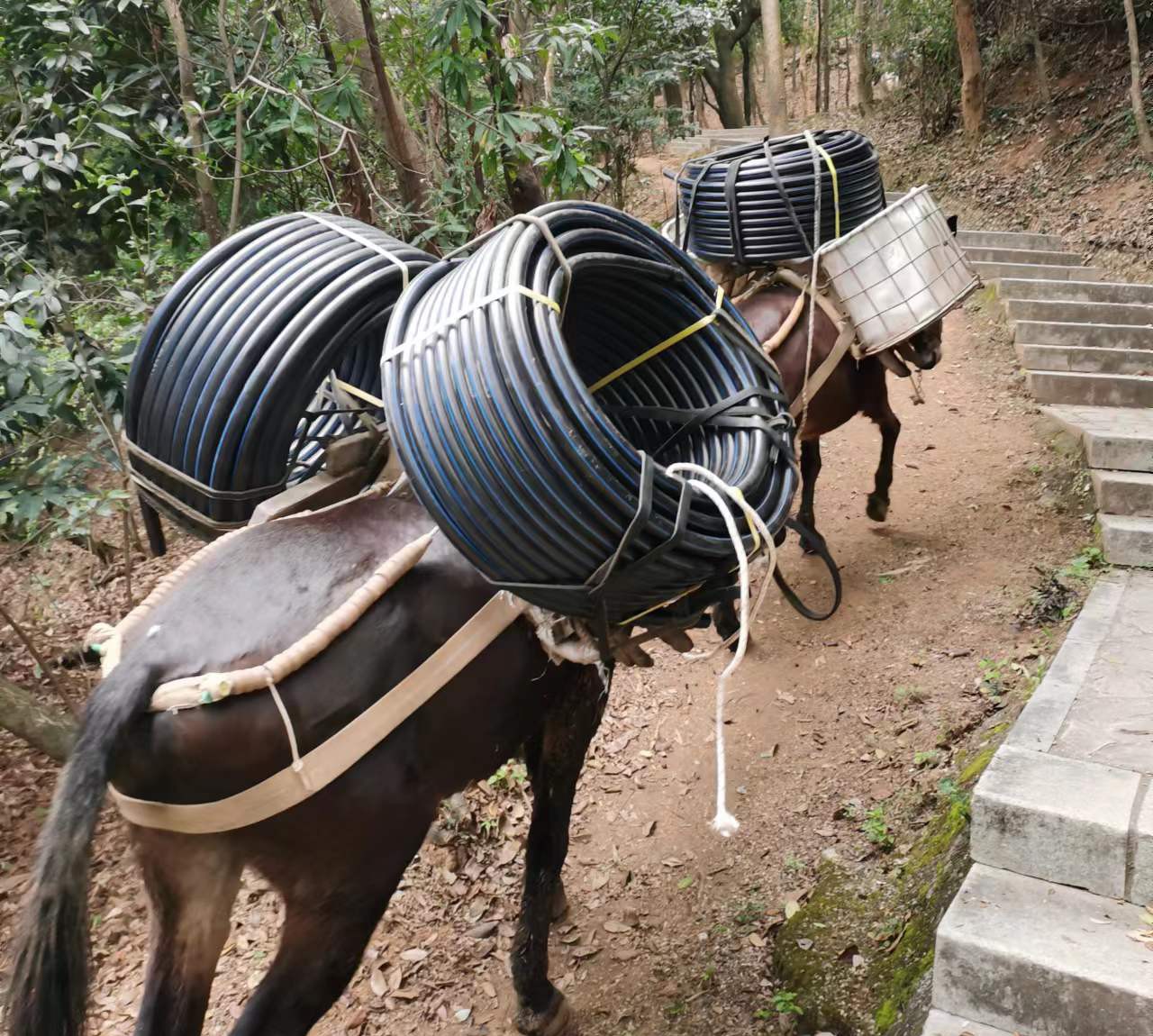 馬幫運(yùn)輸