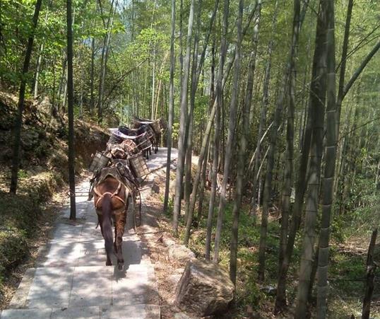 山路馬隊運輸